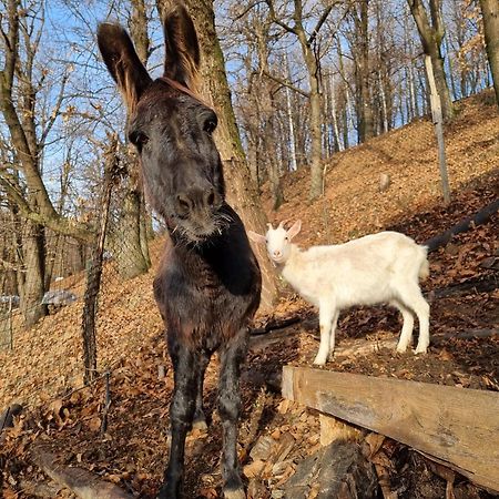 Iduevagamondi - Ospitalita Rurale Famigliare Di Montagna Bed & Breakfast Chiusa di Pesio ภายนอก รูปภาพ