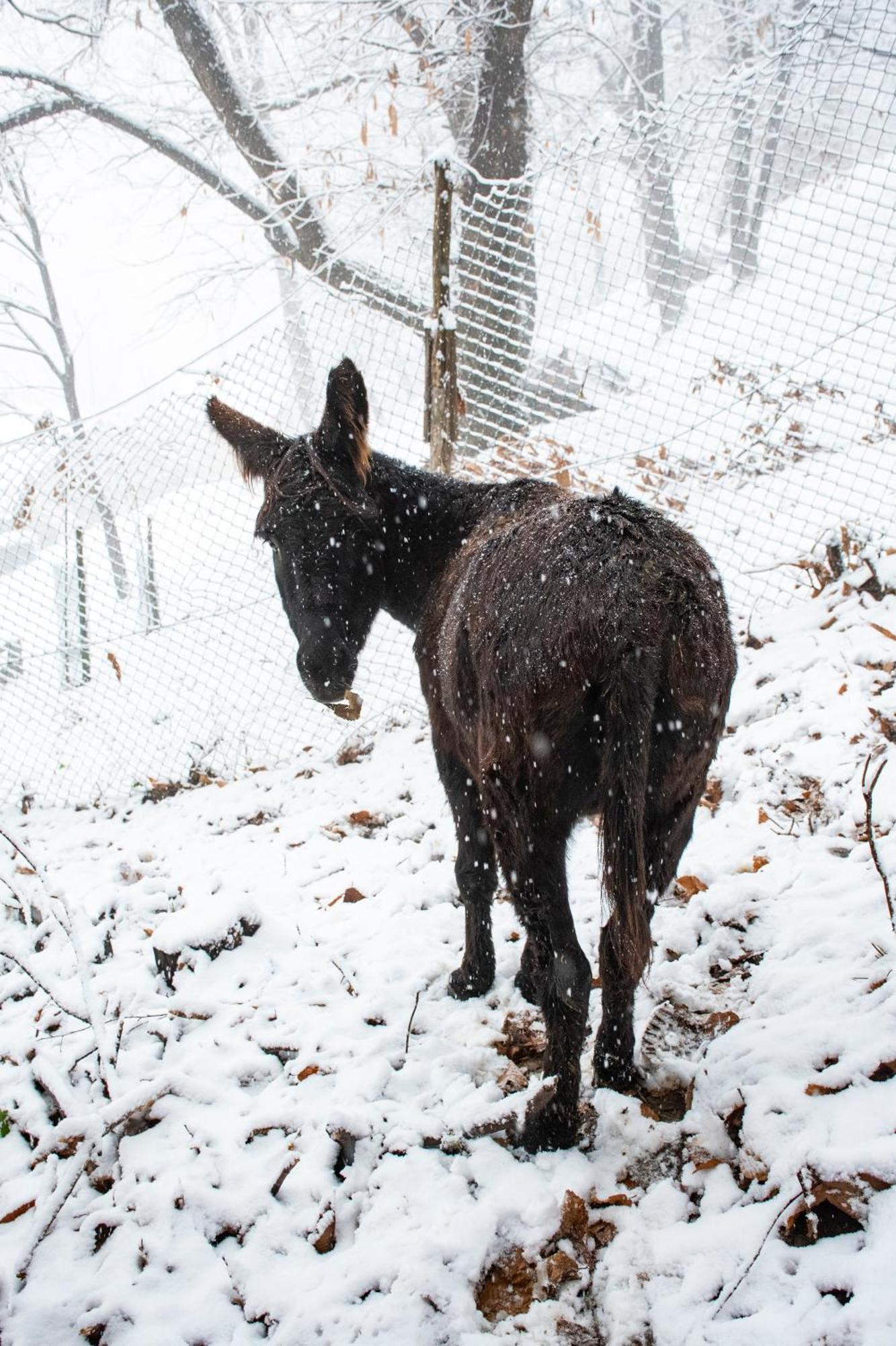 Iduevagamondi - Ospitalita Rurale Famigliare Di Montagna Bed & Breakfast Chiusa di Pesio ภายนอก รูปภาพ