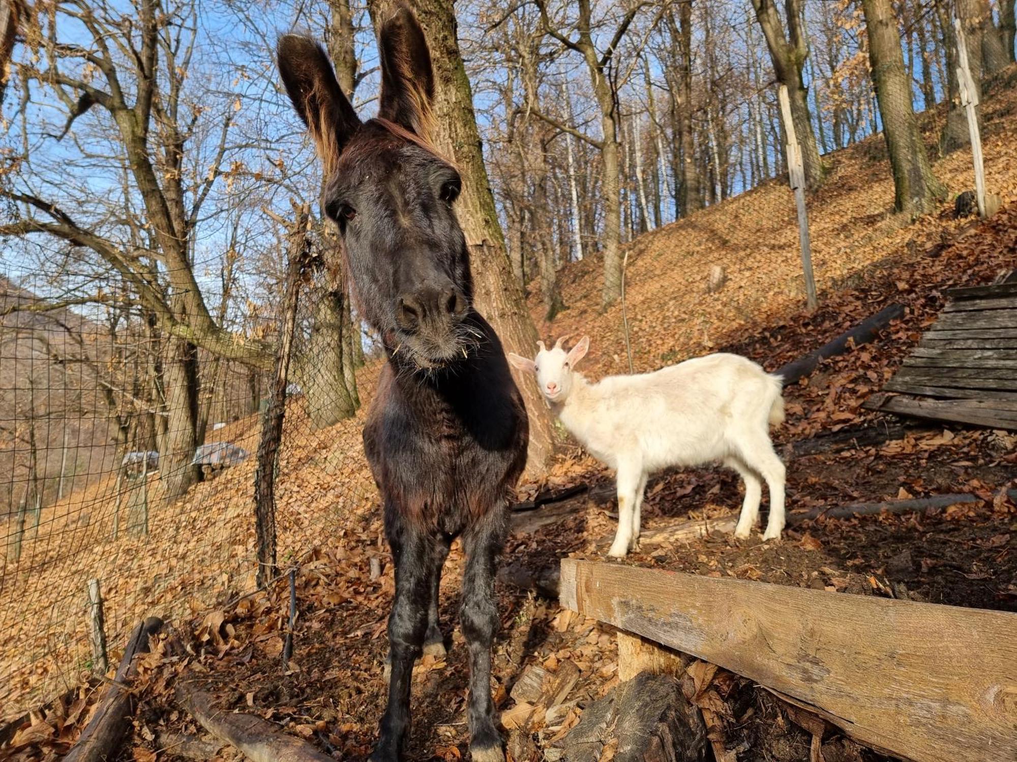 Iduevagamondi - Ospitalita Rurale Famigliare Di Montagna Bed & Breakfast Chiusa di Pesio ภายนอก รูปภาพ